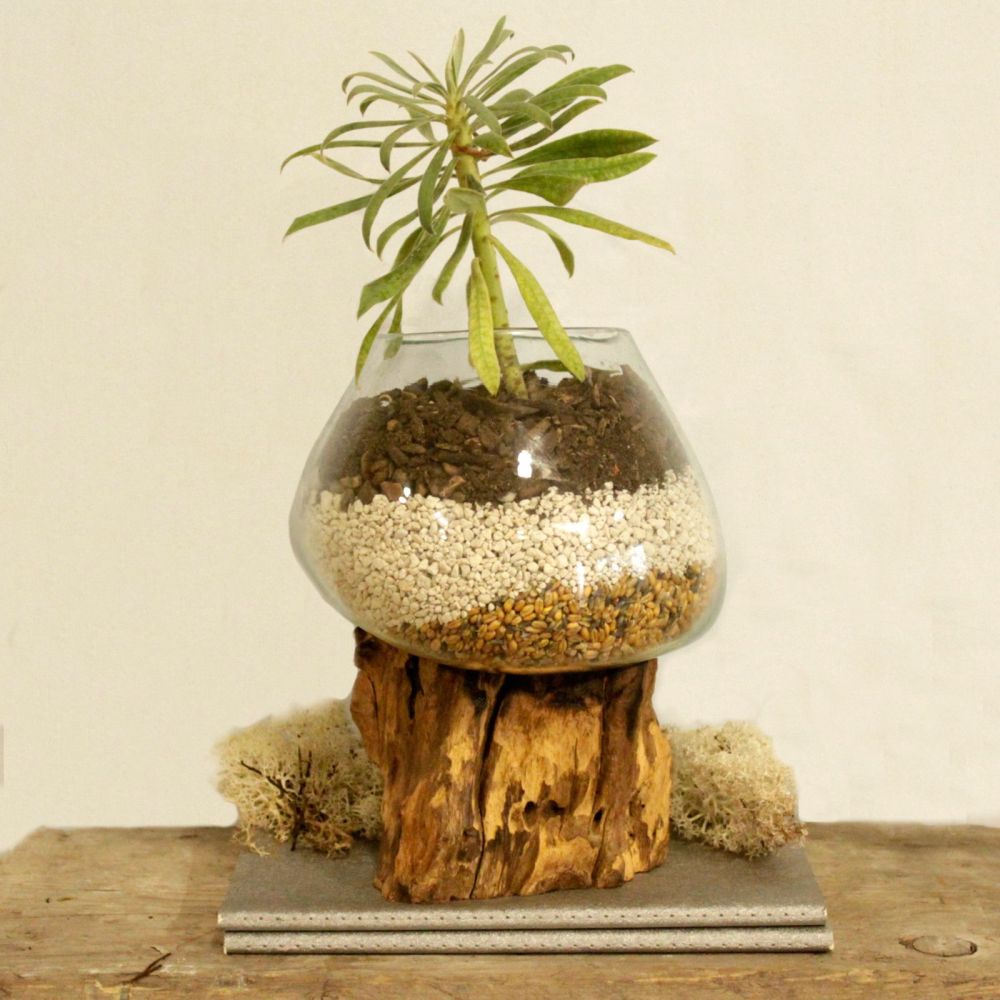 Glas on Wood - Handgefertigte Glasschale auf Gamal-Holz von Bali – Unikat