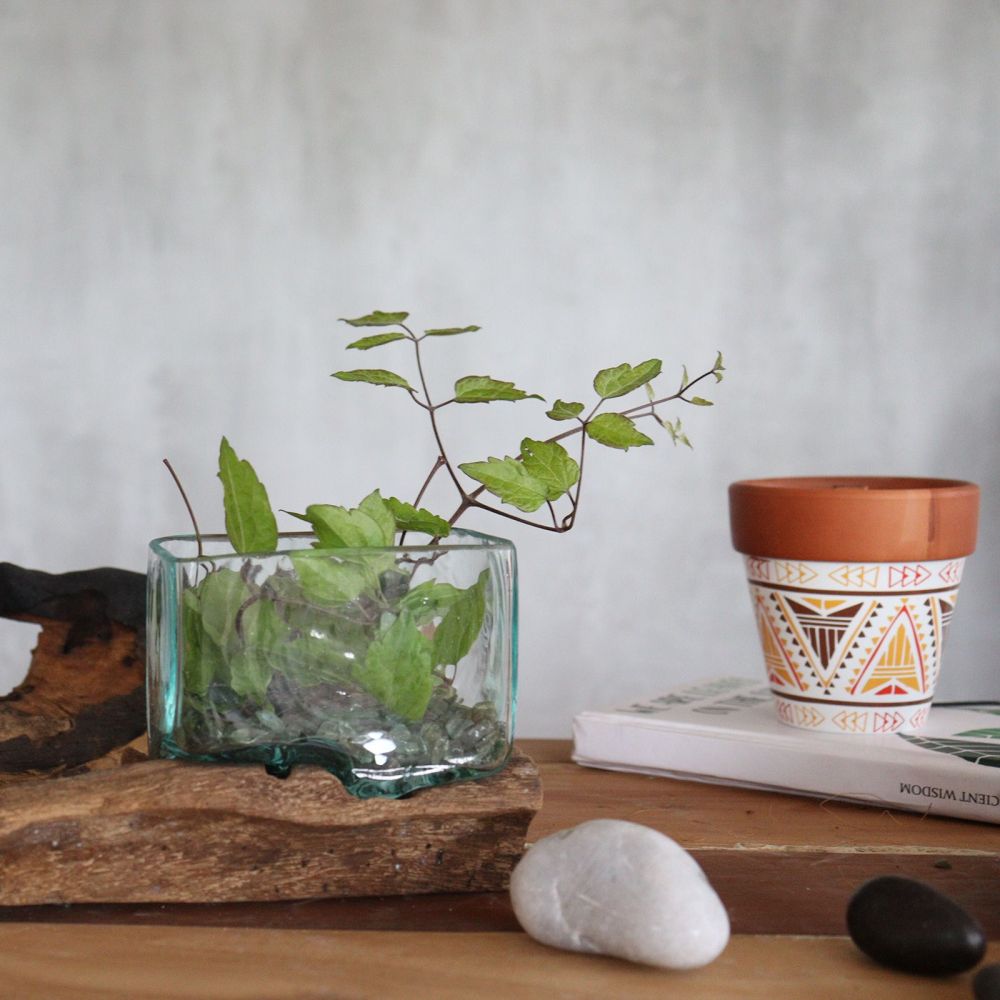 Kleine Design Schale Glas auf Holz – dekorative Bowl mit Holzständer, Unikat